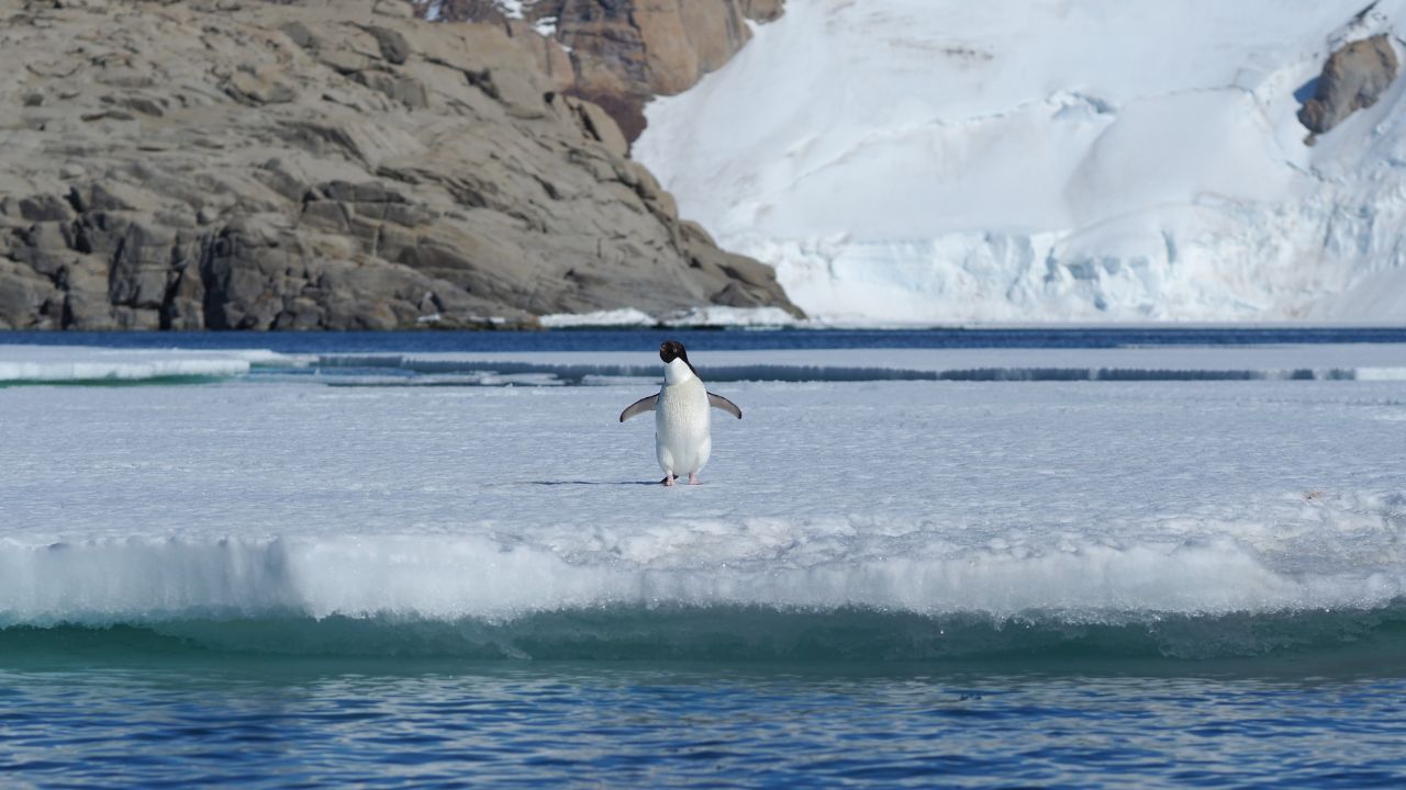 pinguino sui ghiacci dell'Antartide