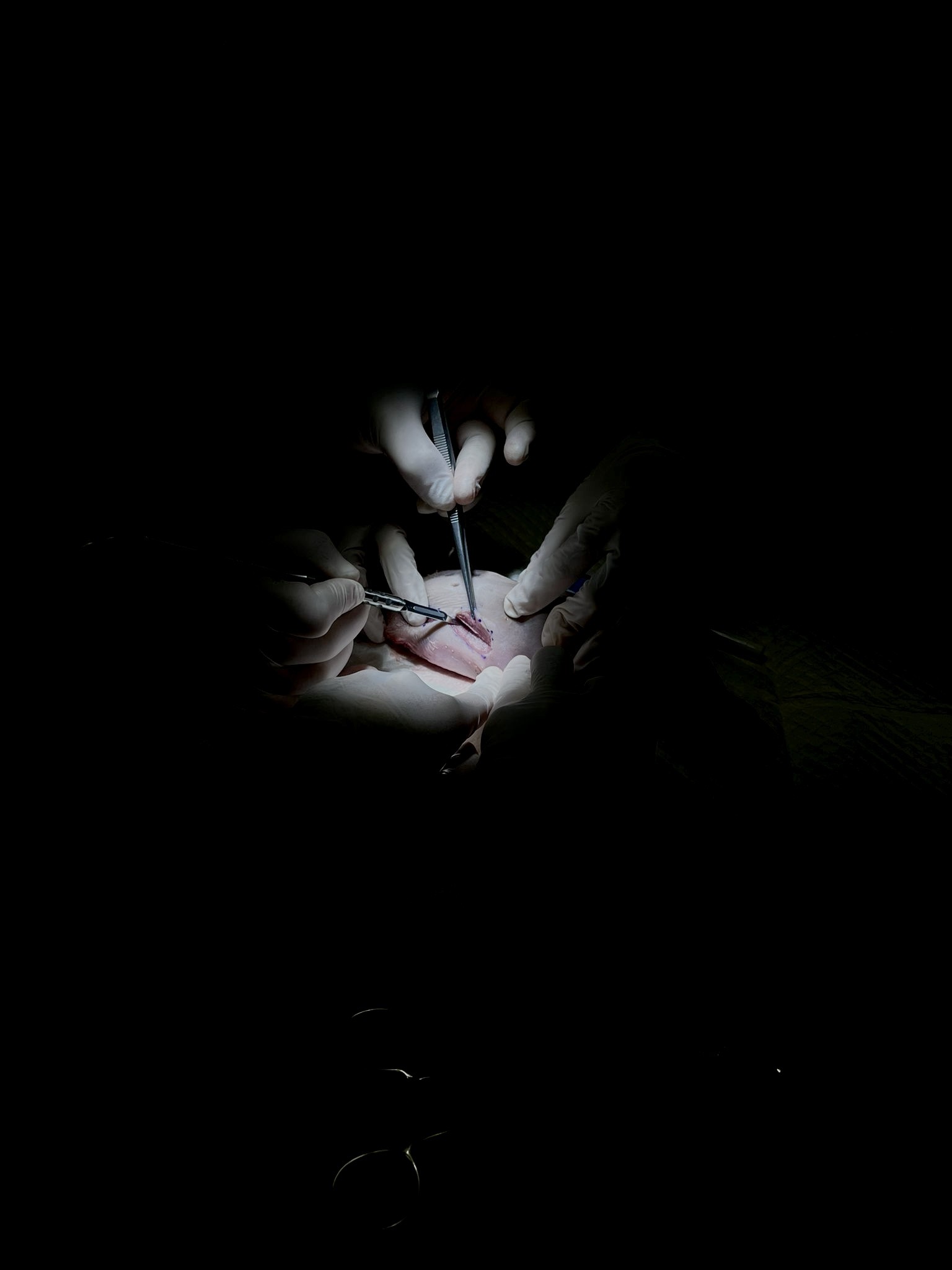 Sessione pratica ex vivo su tecniche bioptiche