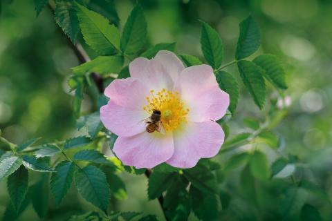 Rose Libri Musica Vino
