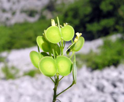 Erbario Preziose carte img