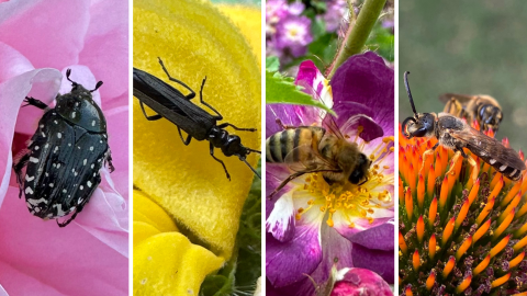 Giornata della Biodiversità
