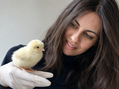 Chiandetti - Chicks on Annals of NY