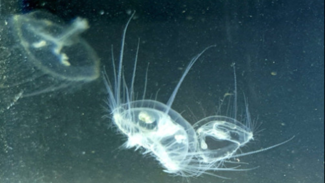 Medusa aliena