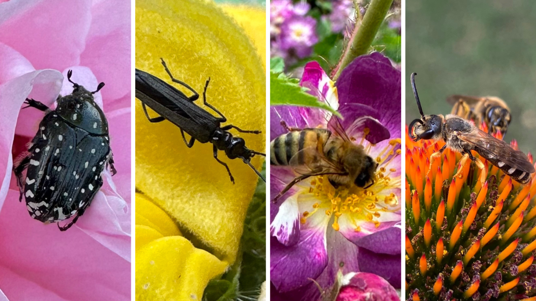 Giornata della Biodiversità