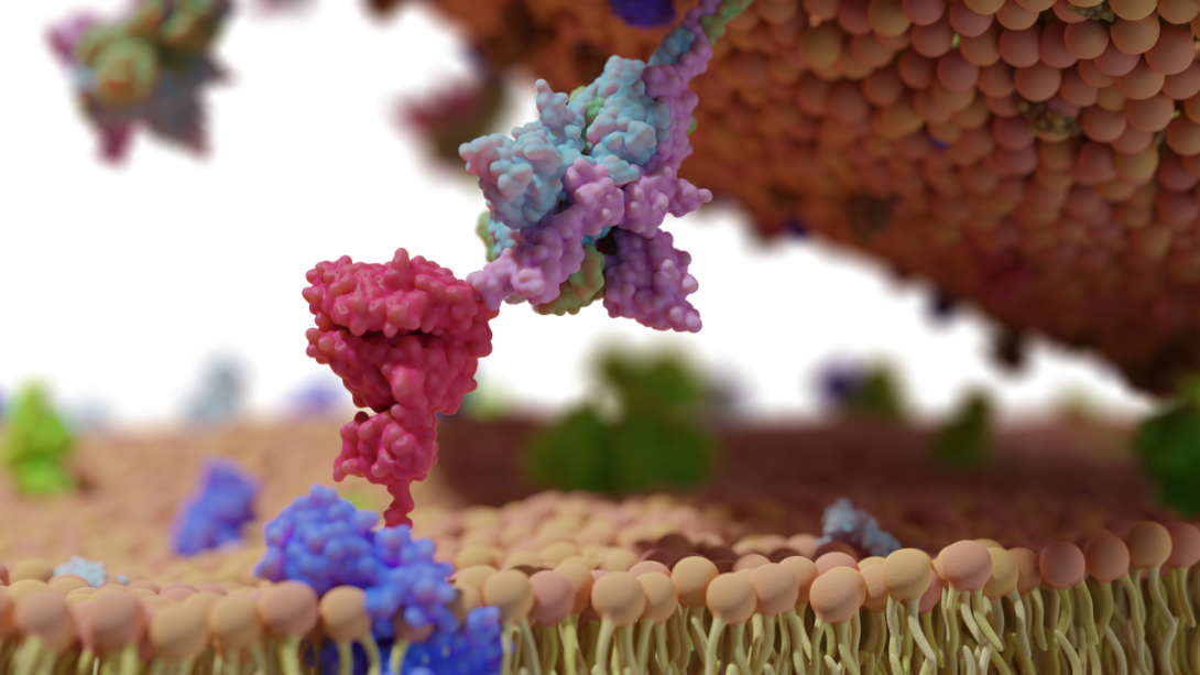 PhD Top Story - Anna Laura la Monaca - Rendering dell’interazione di molecole di albumina con un nanovettore all’interno del sangue